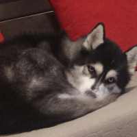 Sibirya Kurdu (Husky), Köpek  Hector fotoğrafı