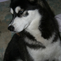 Sibirya Kurdu (Husky), Köpek  Hector fotoğrafı