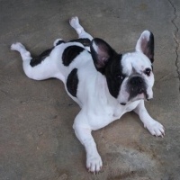 Fransız Bulldog, Köpek  BORİS fotoğrafı