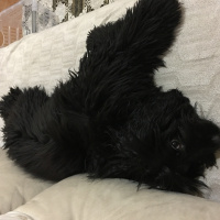 Amerikan Cocker Spaniel, Köpek  ŞaNs fotoğrafı