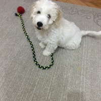 Maltese, Köpek  Cookie fotoğrafı