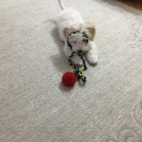 Maltese, Köpek  Cookie fotoğrafı