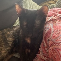 Tekir Kedi, Kedi  Zeytin fotoğrafı