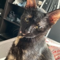 Tekir Kedi, Kedi  Zeytin fotoğrafı