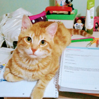 Ankara Kedisi, Kedi  Sezar fotoğrafı