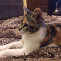 Tekir Kedi, Kedi  ysvru fotoğrafı