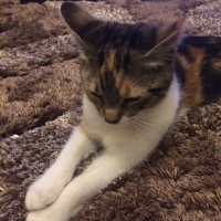 Tekir Kedi, Kedi  ysvru fotoğrafı