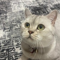 British Shorthair, Kedi  Tesla fotoğrafı