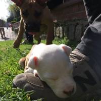 Amerikan Staffordshire Terrier, Köpek  Lena fotoğrafı