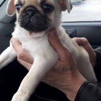 Pug, Köpek  pacsal fotoğrafı