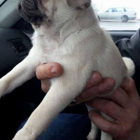 Pug, Köpek  pacsal fotoğrafı