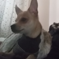 Chihuahua, Köpek  Cuppy fotoğrafı