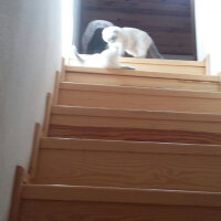 Scottish Fold, Kedi  Pamuk fotoğrafı