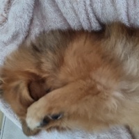 Pomeranyalı, Köpek  chanel fotoğrafı