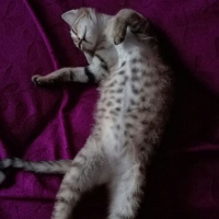 Tekir Kedi, Kedi  Ponçik fotoğrafı
