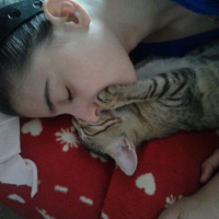 Tekir Kedi, Kedi  Ponçik fotoğrafı