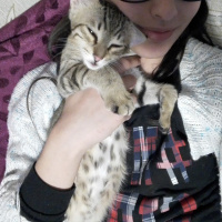 Tekir Kedi, Kedi  Ponçik fotoğrafı