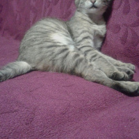 Tekir Kedi, Kedi  Ponçik fotoğrafı