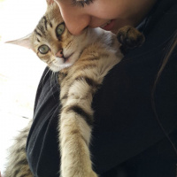 Tekir Kedi, Kedi  Ponçik fotoğrafı