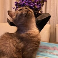 British Shorthair, Kedi  Leya fotoğrafı