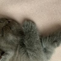 British Shorthair, Kedi  Leya fotoğrafı