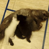 British Shorthair, Kedi  Leya fotoğrafı