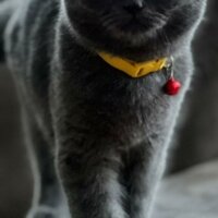 British Shorthair, Kedi  Leya fotoğrafı