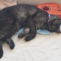 British Shorthair, Kedi  Leya fotoğrafı