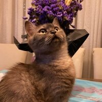 British Shorthair, Kedi  Leya fotoğrafı