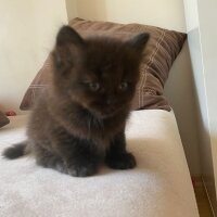 British Shorthair, Kedi  Leya fotoğrafı