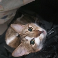 Tekir Kedi, Kedi  Lokum fotoğrafı