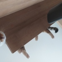 Tekir Kedi, Kedi  Lokum fotoğrafı