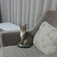Tekir Kedi, Kedi  Fıstık fotoğrafı