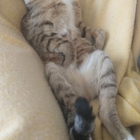Tekir Kedi, Kedi  Fıstık fotoğrafı