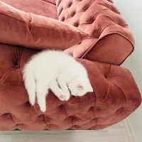 Scottish Fold, Kedi  Bulut fotoğrafı