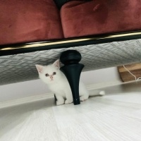 Scottish Fold, Kedi  Bulut fotoğrafı