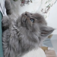 British Longhair, Kedi  Bulut fotoğrafı