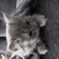 British Longhair, Kedi  Bulut fotoğrafı