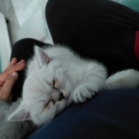 British Shorthair, Kedi  Pamuk fotoğrafı