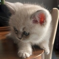 British Shorthair, Kedi  Pamuk fotoğrafı