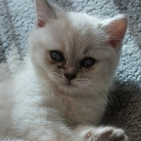 British Shorthair, Kedi  Pamuk fotoğrafı