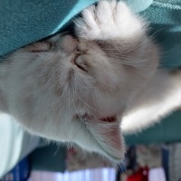 British Shorthair, Kedi  Pamuk fotoğrafı