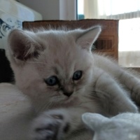 British Shorthair, Kedi  Pamuk fotoğrafı