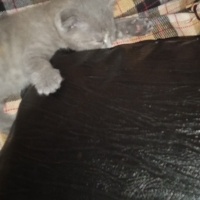 British Shorthair, Kedi  Saman ve duman fotoğrafı