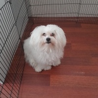 Maltese, Köpek  paşa ya ömürlük yuva arıyoruz fotoğrafı