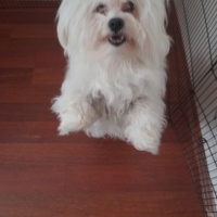 Maltese, Köpek  paşa ya ömürlük yuva arıyoruz fotoğrafı