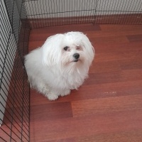 Maltese, Köpek  paşa ya ömürlük yuva arıyoruz fotoğrafı