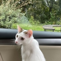 Tekir Kedi, Kedi  hera fotoğrafı
