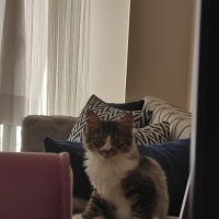 Tekir Kedi, Kedi  Şanslı fotoğrafı