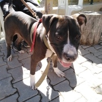 Amerikan Staffordshire Terrier, Köpek  Pablo fotoğrafı